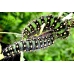 Emperor Moth pavonia  cocoons